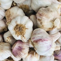 Image 2 of Spanish Morado Purple Garlic Bulbs