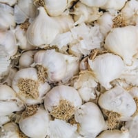 Image 2 of Spanish Blanco White Garlic Bulb