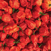 Image 1 of Dutch Carolina Reaper Chilli