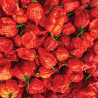 Image 2 of Dutch Carolina Reaper Chilli