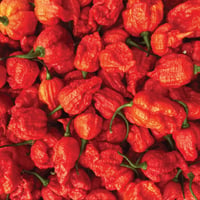 Image 3 of Dutch Carolina Reaper Chilli