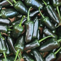 Image 1 of Dutch Black Bullet Green Jalapeno Chillis