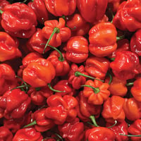 Image 1 of Spanish Red Habanero Chillis