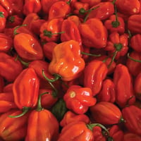 Image 2 of Spanish Red Habanero Chillis