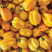 Spanish Yellow Habanero Chillis