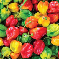 Spanish Mixed Scotch Bonnet Chillis