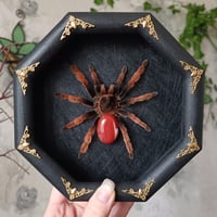 The Mexican Pink Tarantula
