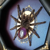 Image 2 of Framed Tarantula with Amethyst Abdomen
