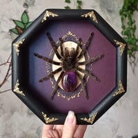 Image 1 of Framed Tarantula with Amethyst Abdomen