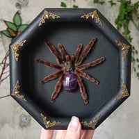 The Pinktoe with Amethyst Stone