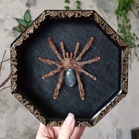 Framed Tarantula wth Labradorite