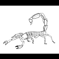 SCORPION - 16x20 - Print