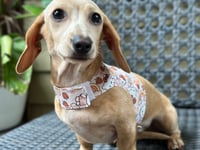 Image 3 of Hello Kitty Puppy Harness