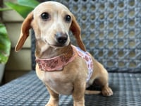 Image 4 of Boho Cord Puppy Harness