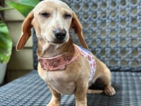 Image 5 of Boho Cord Puppy Harness