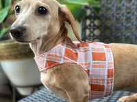 Image 2 of Retro Orange Puppy Harness