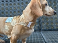 Image 4 of The Sun Puppy Harness