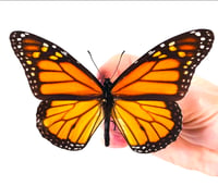 Image 2 of Pinning