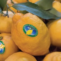 Image 2 of Italian Rocca Imperiale I.G.P Lemons