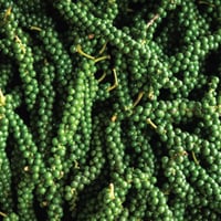 Thai Green Peppercorn