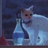 Moonlit Kitten
