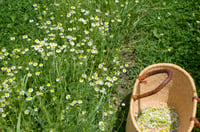 Image 1 of Chamomile Hydrosol