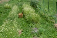 Image 2 of Chamomile Hydrosol