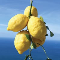 Image 2 of Italian Amalfi I.G.P Lemons