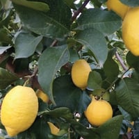 Image 3 of Italian Rocca Imperiale I.G.P Lemons