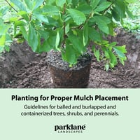 Planting for Proper Mulch Placement