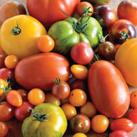 Image 1 of British Heirloom Variety Tomato Mix