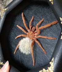Image 2 of Framed Tarantula wth Blowball