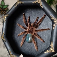 Image 2 of The Curlyhair with Labradorite