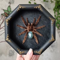 Image 1 of The Curlyhair with Labradorite