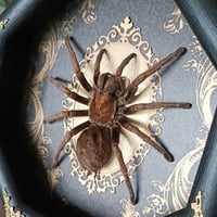 Image 2 of Framed Spider
