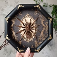 Image 1 of Framed Spider