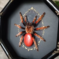 Image 2 of Mexican Fireleg with Red Agate