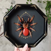 Image 1 of Mexican Fireleg with Red Agate