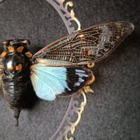 Image 3 of Blue Cicada