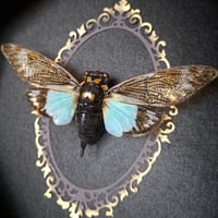 Image 2 of Blue Cicada
