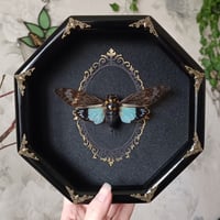 Image 1 of Blue Cicada