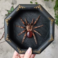 Mexican Flameknee