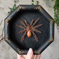 Image 1 of Real Framed Spider