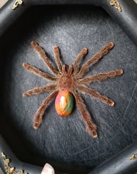 Image 2 of Real Framed Spider