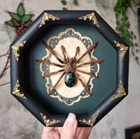 Framed Tarantula & Kambaba Jasper