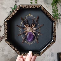 Monocentropus balfouri