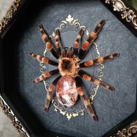 Image 2 of Mexican Red Knee 