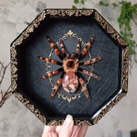 Image 1 of Mexican Red Knee 