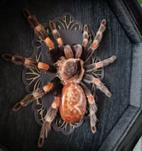 Image 2 of Mexican Redknee with Agate Abdomen