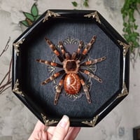 Image 1 of Mexican Redknee with Agate Abdomen